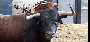 (Foto: Juan Pelegrín/las-ventas.com)