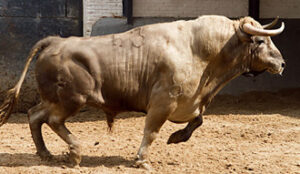 "Superdotado", de pelo jabonero y 535 kilos de peso, cerrará plaza. (Foto: Juan Pelegrín / las-ventas.com)