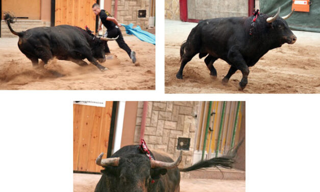 Toros de Luis Algarra