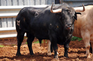 Ejemplar de Cayetano Muñoz