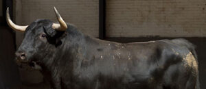 Peloverde, de Peñajara, abrirá plaza. (Foto: www.las-ventas.com)