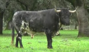 Toro reseñado de Dolores Aguirre.