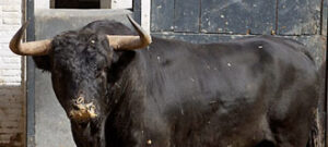 Aguilucho, de Antonio Bañuelos. (Foto: www.las-ventas.com)