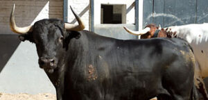 Exclusivo, de Victoriano del Río, abrirá plaza. (Foto: www.las-ventas.com)