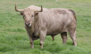 Ejemplar de Ortigao Costa. Foto: Espaitaurí