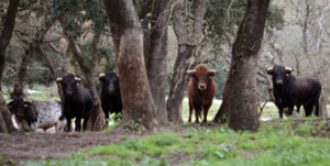 El lote reseñado, en la finca Soto de Roma (Foto: Arjona)