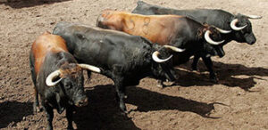 (Foto: Tauroburgos.com)