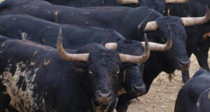 (Foto: torosysanfermines.blogspot.com)