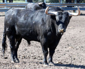 Número 67, de Garcigrande, "Gobernador", negro, 501 kilos, será estoqueado por El Juli.