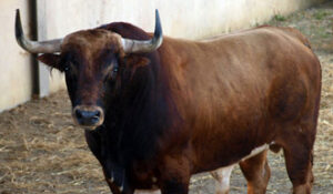 "Organillero" cerrará plaza. (Foto: torosysanfermines.blogspot.com)
