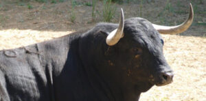 Toro nº 64, Furtivo, para Morenito de Aranda (Foto: torosysanfermines.blogspot.com)