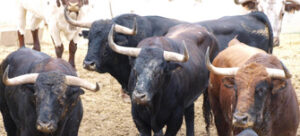 (Foto: torosysanfermines.blogspot.com)