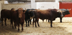 Los toros de El Pilar en los corrales de la plaza de toros de Valencia. (Foto: www.torosvalencia.com)