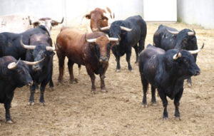 (Foto: torosysanfermines.blogspot.com/)