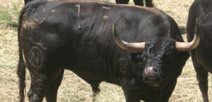 (Foto: torosennavarra.com)