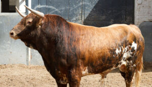 "Pescadilla" abrirá plaza. (Foto: las-ventas.com)