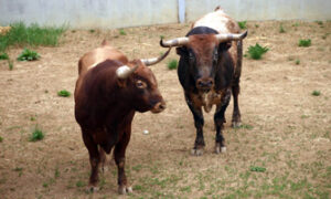 (Foto: torosysanfermines.blogspot.com)
