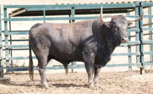 Ejemplar de Fuente Ymbro. Foto: Espaitaurí