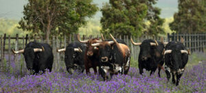 El lote de Torrestrella es uno de los mejor presentados. La corrida es muy baja, con unas hechuras perfectas y con unas caras que aportan seriedad y trapío. La vacada de Álvaro Domecq regresa a los sanfermines tras varios años de ausencia.