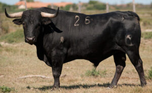 Tremenda la seriedad de uno de los utreros reseñados. (Foto: camposyruedos.com)
