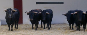 Los novillos de Los Azores para esta tarde.