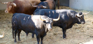 (Fotos: torosysanfermines.blogspot.com)