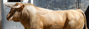 Hermosa la estampa de Infortunio, número 12, melocotón, de 507 kilos. (Foto: www.las-ventas.com)