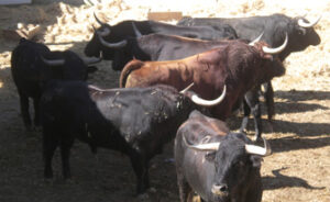 (Foto: torosennavarra.com)