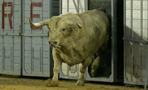 (Foto: Moratalla Barba) Uno de los toros de Juan Pedro Domecq en la desencajonada del pasado sábado.