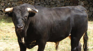 Seria la estampa de uno de los novillos reseñados de El Retamar.