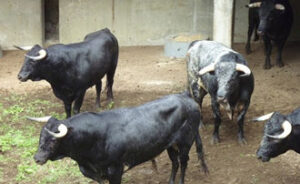 (Foto: www.choperatoros.com)