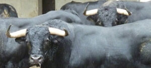 (Foto: Choperatoros.com)