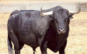Toro de Ortigao Costa para la concurso.