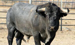 (Foto: Jaime Serrano / www.victorinomartin.com)