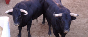 (Foto: TorosComunicacion (Plaza de toros de Huelva))