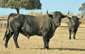 (Foto: Jaime Serrano / Victorinomartin.com)