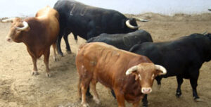 (Foto: Toros Comunicación)