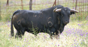 Ejemplar de Domínguez Camacho