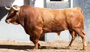 (Foto: Juan Pelegrín / las-ventas.com)