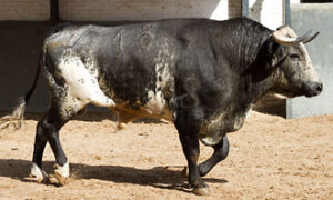 (Foto: Juan Pelegrín / las-ventas.com)