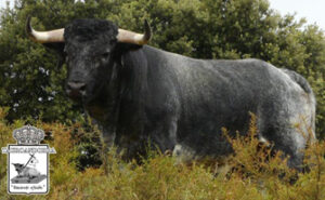 Uno de los novillos de Los Maños que será lidiado