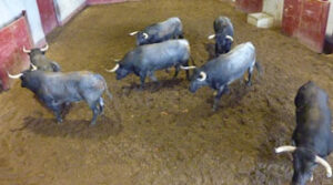 (Foto: www.choperatoros.com)