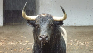 Ejemplar de Alcurrucén para Bilbao (Foto: choperatoros.com)