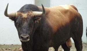 (Foto: choperatoros.com)