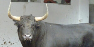 (Foto: choperatoros.com)