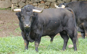 Ejemplar de Albarreal