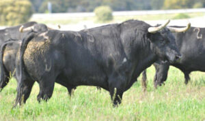 (Foto: www.torosenelcampo.com)