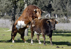 Hacia la plena producción