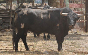 Fotos: www.toroenelcampo.com