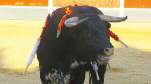 "Segador", utrero indultado de Torrenueva.